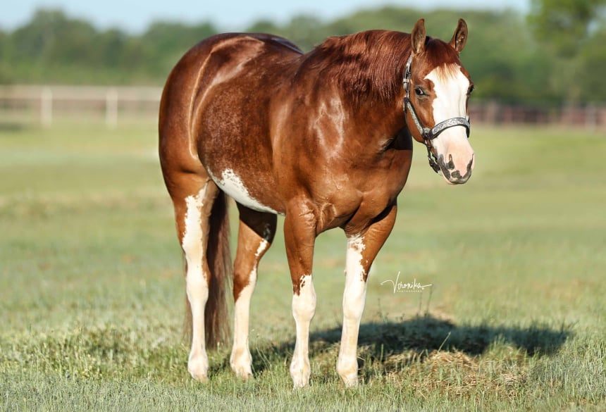 Broodmares  Twisted 2S Ranch